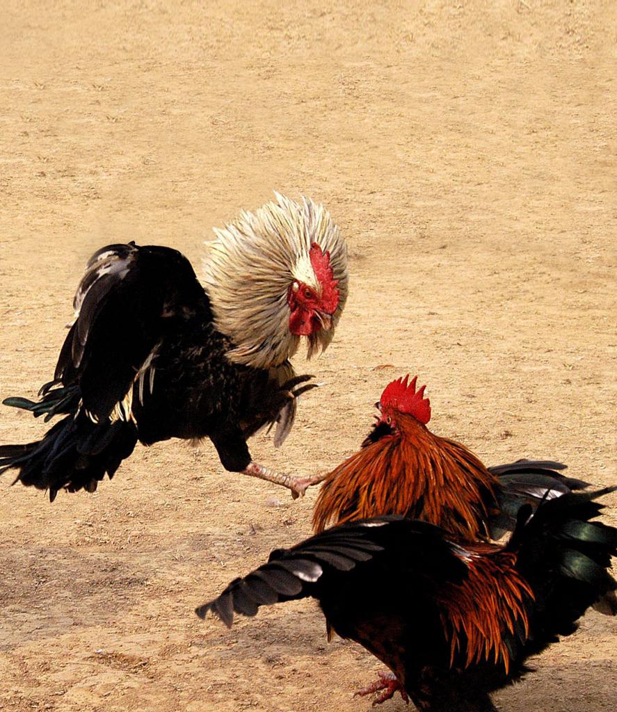 Fight cock