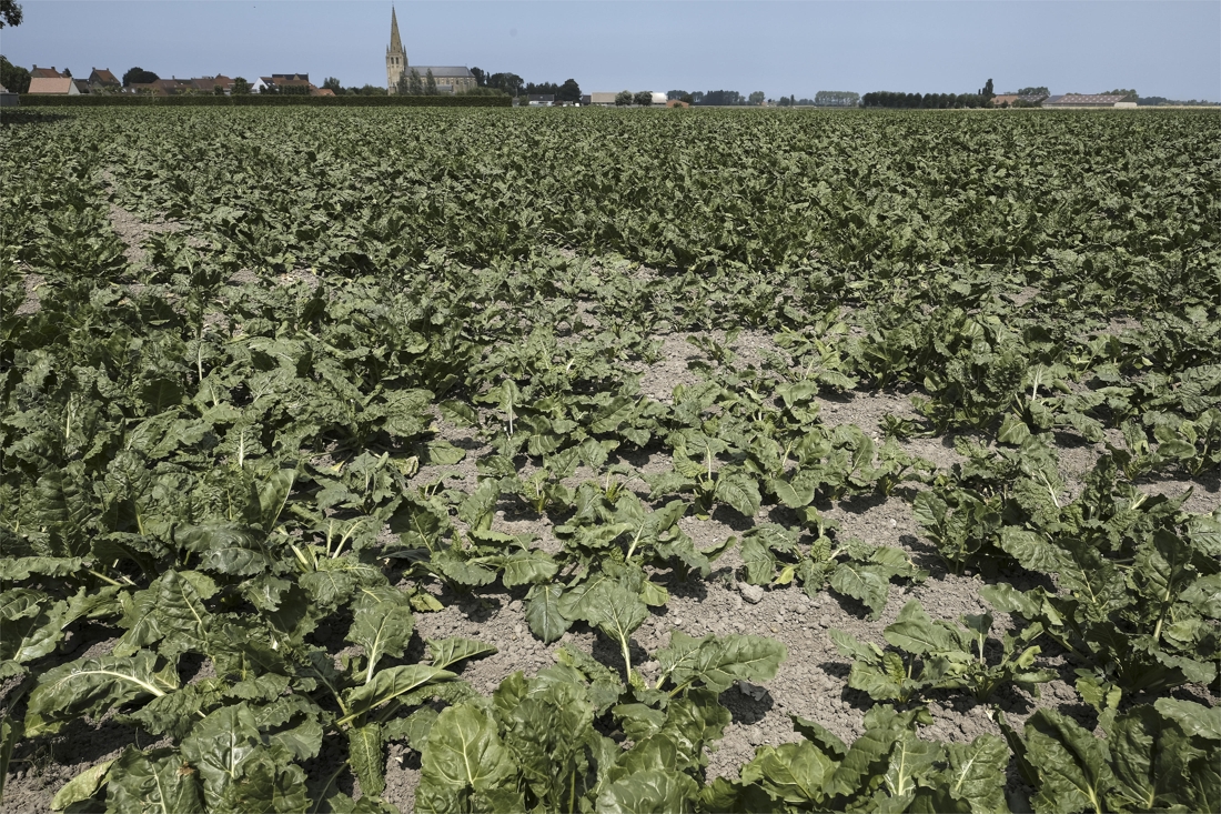 De Droogte Dit Jaar Was Uitzonderlijk De Standaard