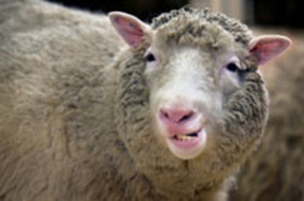 schaap