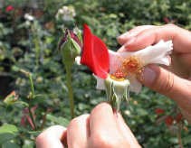 1. Kruisen van rozen. Veredelaars brengen de stamper van de moederplant (onder) in contact met het stuifmeel van de gewenste vader. De meeldraden van de moeder werden verwijderd om zelfbestuiving te voorkomen.CLO-DvP <br><br><!--para1--><br><br><!--para2-