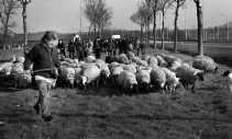 Onder grote belangstelling trok Sam Duysan met zijn kudde schapen van Maldegem naar Sint-Laureins.