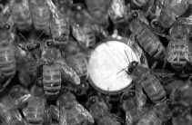 Honingbijen met temperatuursensor. Bijen regelen de temperatuur in de korf door met hun vleugels warme lucht naar buiten te wuiven of hun lichaamswarmte te doen stijgen als het te koud wordt.