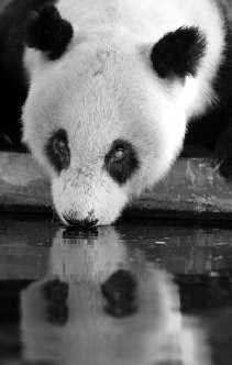 Reuzenpanda in de zoo van Kanton.