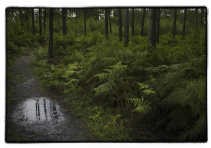 Het Heidebos in Moerbeke-Wachtebeke.