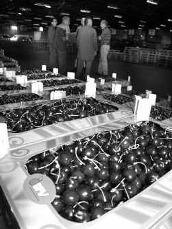 De aanvoer van kersen en bessen steeg minder tegenover ander Haspengouws fruit.