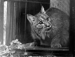 De lynx is ongevaarlijk voor de mens.
