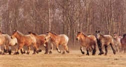 In 1910 werkten in België rond de 317.000 zware boerenpaarden.