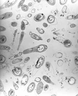 Virgibacillus: hoogbejaard.
