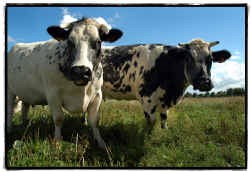 473.000 mensen boekten in 2004 een verblijf in het platteland.