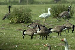De ganzen zijn een bedreiging voor het kwetsbare grasland aan de Leie.