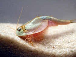 De pootjes van de triops functioneren als kieuwen.