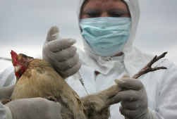 Een Siberische kip krijgt een dodelijk spuitje. In Rusland en Kazachstan zijn vorige maand meerdere pluimveeboerderijen geruimd omdat ze besmet waren met het kippengriepvirus. Gevreesd wordt dat het vogelvirus tot een gevaarlijke mensengriep kan evolueren