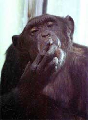 Chimpansee stopt met roken na zestien jaar