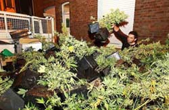 Cannabisplantage ontdekt in Wevelgem