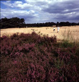 De Kalmthoutse Heide.