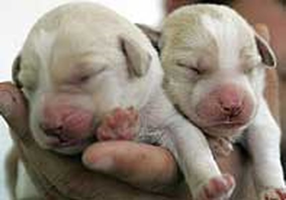 Sterren pronken met designhonden