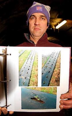 De Brugse aardbeienteler Dirk Gilbert is een van de slachtoffers. Hij toont foto's van de vernielingen die op zijn velden werden aangericht. Michel Vanneuville
