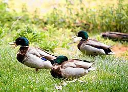 De eenden in het stadspark zijn niet veilig. Steeds vaker worden ze illegaal weggeplukt om daarna in een of andere kookpot te belanden. Wim Daneels<br>