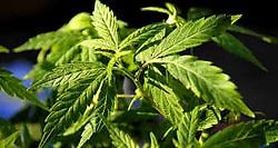 Vlaamse cannabisgebruikers roken straffere wiet dan vroeger.belga<br>