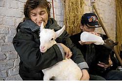 De Brusselse thuislozen verzorgen op de boerderij in Peizegem de dieren.Herman Ricour<br>