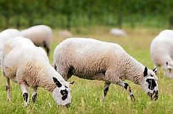 Diana Jasica vreest voor de gezondheid van haar schapen, alhoewel die momenteel nog kerngezond zijn. Inge Van den Heuvel<br>