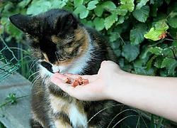 Alleen mensen met een speciaal pasje mogen zwerfkatten droog voedsel geven. Koen Fasseur<br>