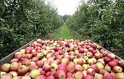Hagel kan grote schade aan de fruitoogst toebrengen.photo news<br>
