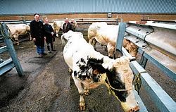 De handelaars die de Veemarkt willen openhouden, voeren nog gesprekken met de stad over het openhouden van de markt. Mine Dalemans<br>