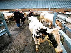 Volgens dierenrechtenorganisaties heeft het systeem van veemarkt zoals in Sint-Truiden (foto) geen zin meer. Mine Dalemans<br>