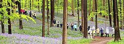 Het prachtige Hallerbos trekt het hele jaar door wandelaars. Yvan De Saedeleer