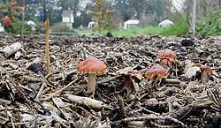 De Tuindagen van Beervelde lokken elke lente en elke herfst makkelijk 20.000 bezoekers naar het kasteelpark. fvv<br><br>