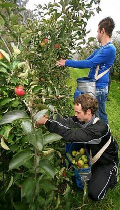 Voor de drugs- en alcoholverslaafden van Katarsis heeft de appelpluk <br>ook een therapeutische waarde. <br>Mine Dalemans<br>