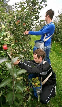 De deelnemers hebben elk gemiddeld zo'n achthonderd kilo appelen per dag geplukt. Mine Dalemans<br>