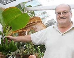 Leo Delaleeuw bij zijn dessertbananen: 'Ik ben erg benieuwd hoe ze zullen smaken.' Bart Vandenbroucke