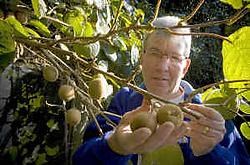 Roger Goethuys kweekt zeldzame kiwi's.Jef Collaer<br>
