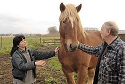 Hengstenkweker Modest Cortvrindt met zijn vosse dekhengst, Herman van Terbolle, momenteel een van de meest gewilde dekhengsten in onze provincie. Yvan De Saedeleer