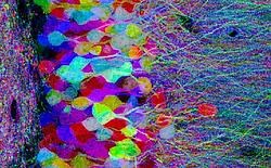 Geen grijze massa <br>Zelden oogde wetenschap zo mooi. Met een slimme combinatie van genetische truuks en bontgekleurde eiwitten zijn Amerikaanse neurologen erin geslaagd om individuele hersencellen van een muis zichtbaar te maken. Ze sluisden bij het pro