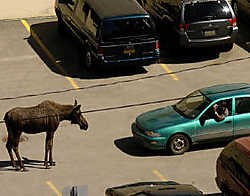 Eland versus auto: wie wijkt voor wie?ap<br>
