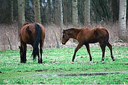 Deze paarden zijn volgens dierenrechtenorganisatie BLID ondervoed. Persinfo<br>