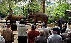 Onder meer dankzij de olifant Alexander kon de Antwerpse dierentuin fors meer bezoekers lokken.belga<br>
