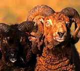 Een zwarte ram probeert een lichtgekleurde soortgenoot de baas te worden. ian stevenson<br><br>