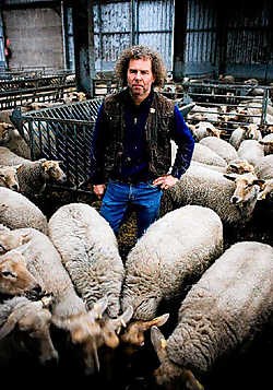 Herder Ludo Van Alphen heeft 700 schapen en nog een 40-tal koeien. Hij probeert ze op een ecologische manier groot te brengen.Wim Daneels<br>