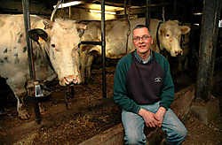 Carl Heyvaert tussen zijn rasrunderen. 'Er zal er niet één deelnemen aan de veeprijskamp van de Peizegemse jaarmarkt', zegt de veehouder. Koen Merens