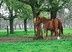 De paarden eten op de boomgaard niet enkel gras, maar vreten ook aan de stammen van de bomen.<br>Lieven Volckaert