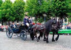 De mooiste koetsen verzamelen in Maaseik. if