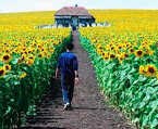 Vanavond staat 'Sunrise' op het programma. if