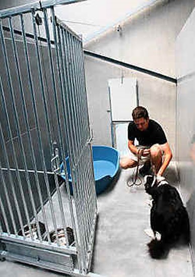 Opschudding grafiek Verloren hart Relaxen in het Hilton voor honden (Puurs-Sint-Amands) | De Standaard Mobile