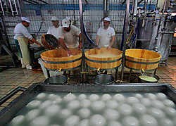 Mozzarella in de maak. Laat u niet door romantiek in de luren leggen: erg landelijk is de Italiaanse keuken niet.epa<br>