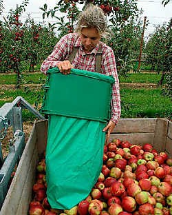 De Limburgse fruittelers vrezen de grootste afzetmarkt voor hun fruit te verliezen. Gert Devocht