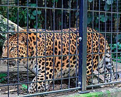 De amoerpanters zitten volgens Gaia in een té kleine kooi en vertonen stereotiep 'ijsbeergedrag'. 'Ze krijgen straks nieuwe en grotere kooien', zegt de Zoo-directie.Koen Fasseur<br>
